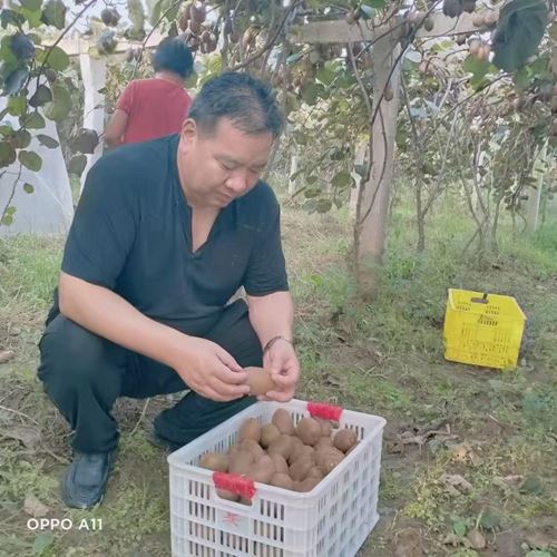 陕西周至翠香猕猴桃：翠绿果肉蕴藏清甜 奇异果香沁人心脾